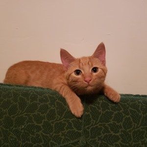 Meet your Posher, Aaron